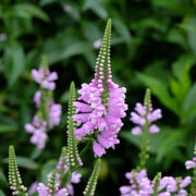 Physostegia Virginiana Seeds