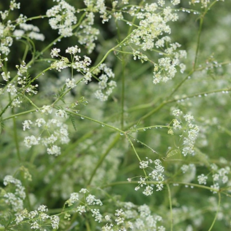 Gypsophila Seeds Up to 50%