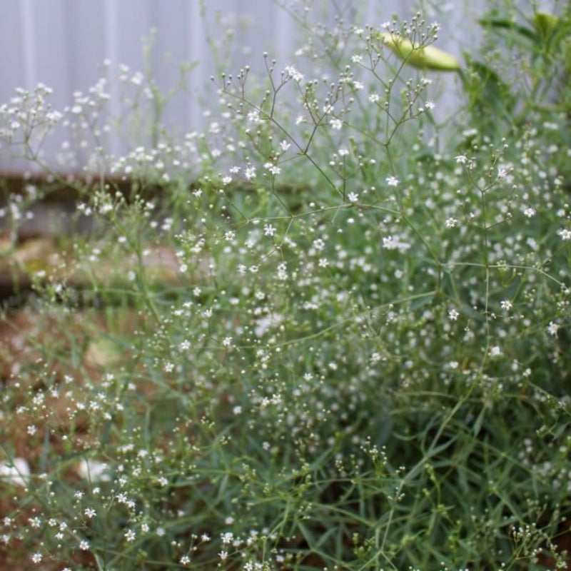 Gypsophila Seeds  up to 50%