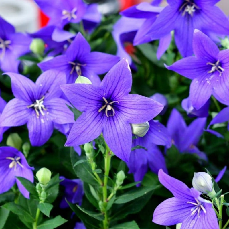 Balloon Flower Seeds Up to 50%