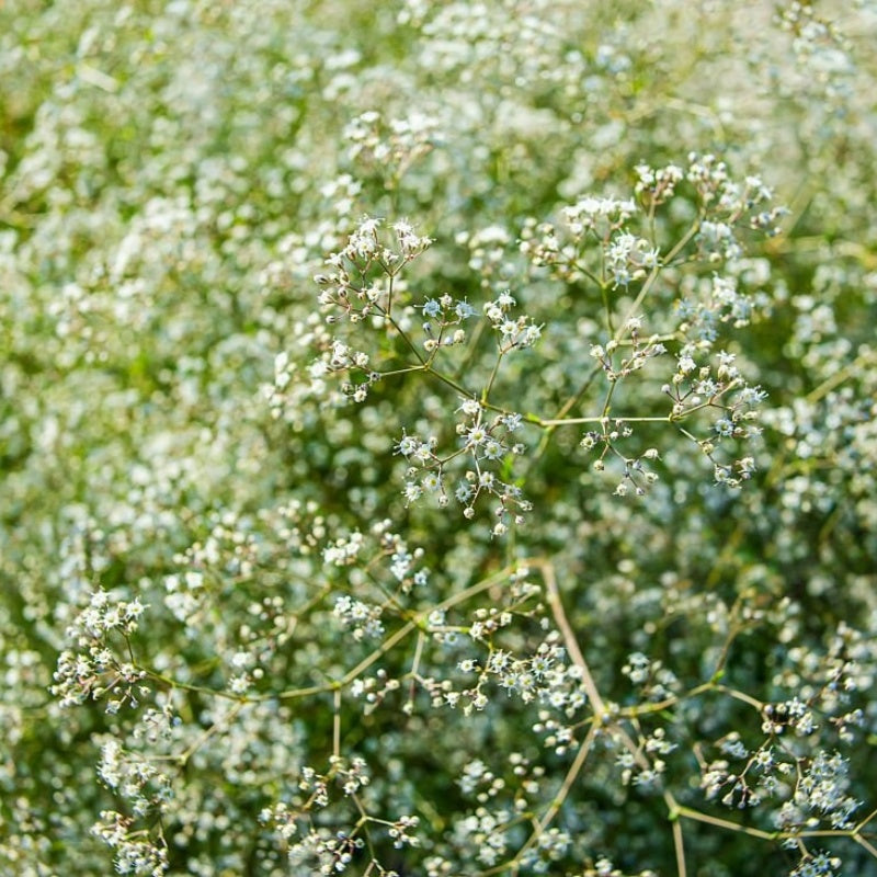 Gypsophila Seeds Up to 50%