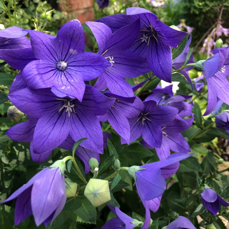 Platycodon Grandiflorus Seeds up to 50% PLA01