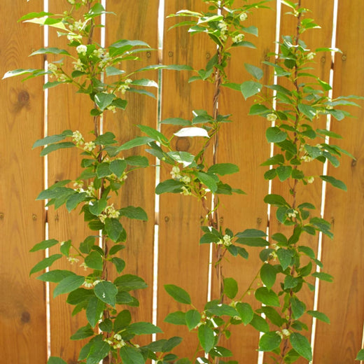 Silver Vine Seeds