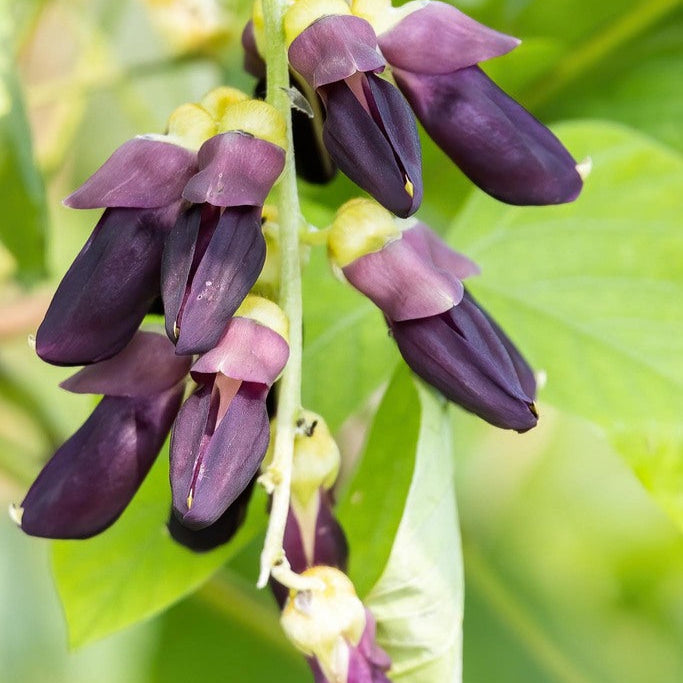 Velvet Bean Vegetable Seeds up to 50%