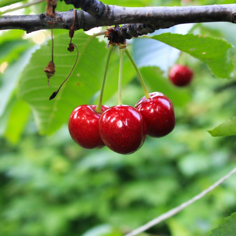 Cherry Seeds up to 50%
