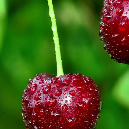 Cherry Seeds