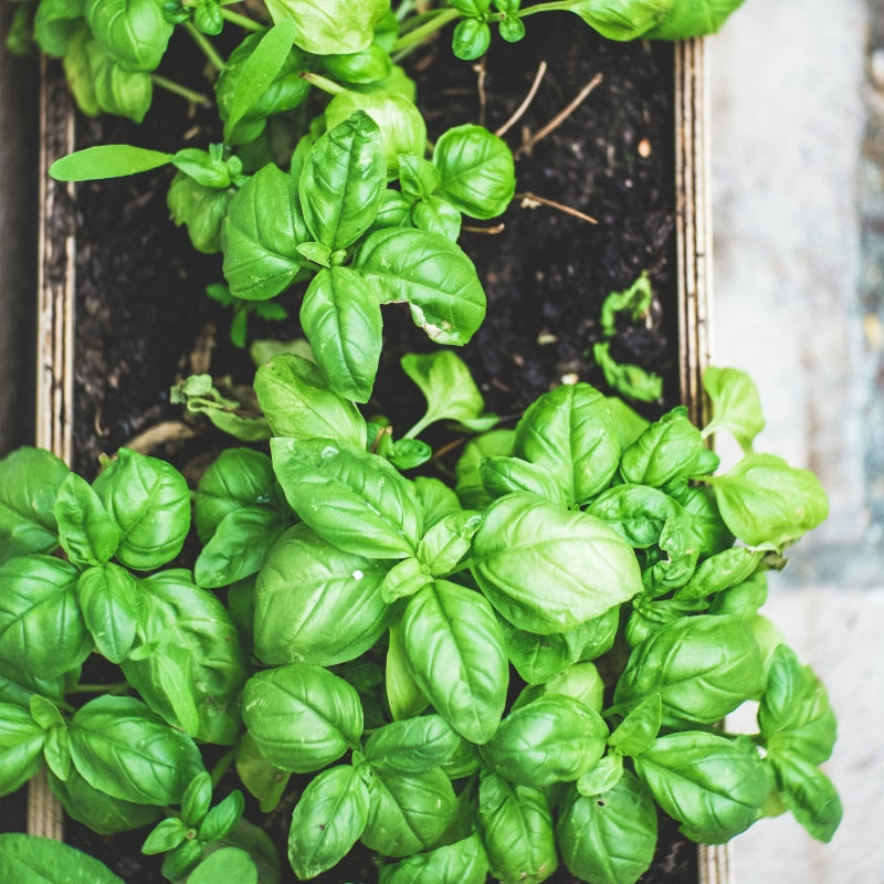 Sweet Basil Seeds up to 50%