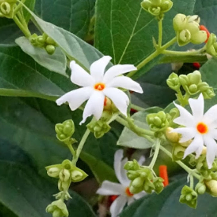 Night Flowering Jasmine Seeds up to 50%