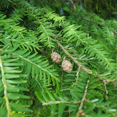 Eastern Hemlock Tree Seeds up to 50%