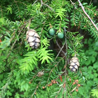 Eastern Hemlock Tree Seeds Up to 50% Off