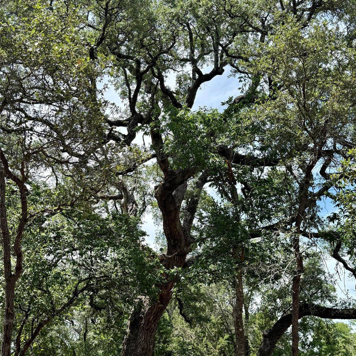 African Blackwood Tree Seeds