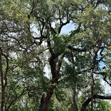 African Blackwood Tree Seeds