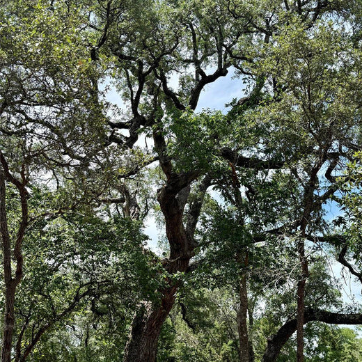 African Blackwood Tree Seeds