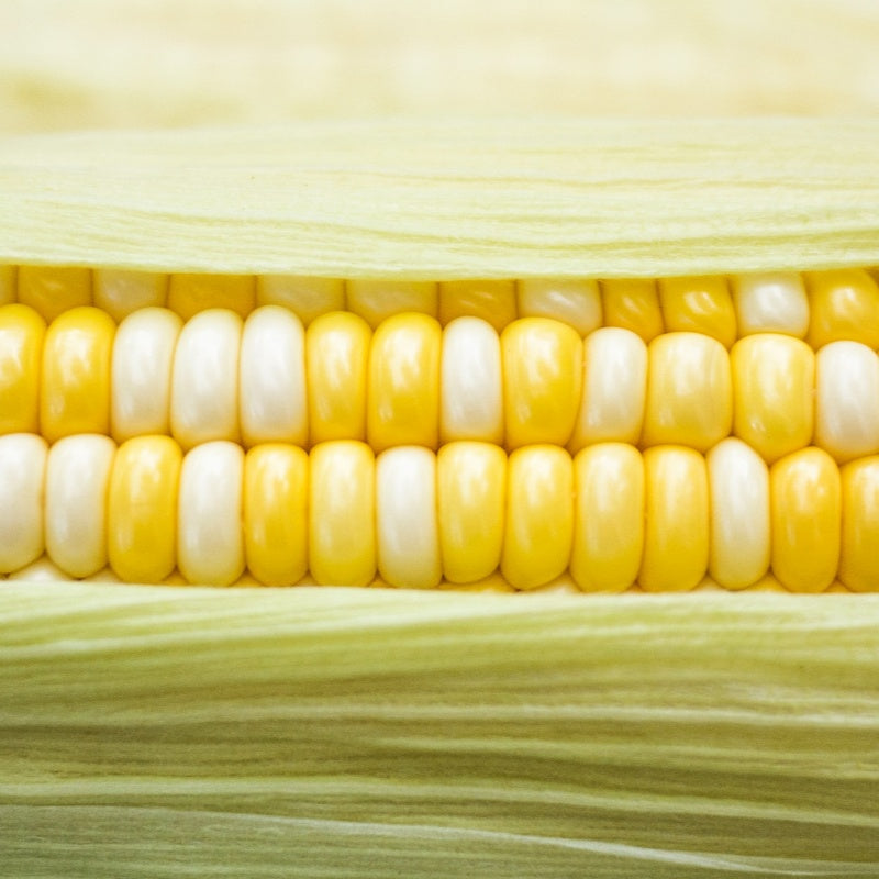 Corn Seeds Up to 50%