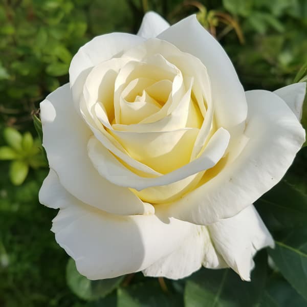 Roses Seeds - White Larger Packet High Germination 2000-5000 Onsaleseeds