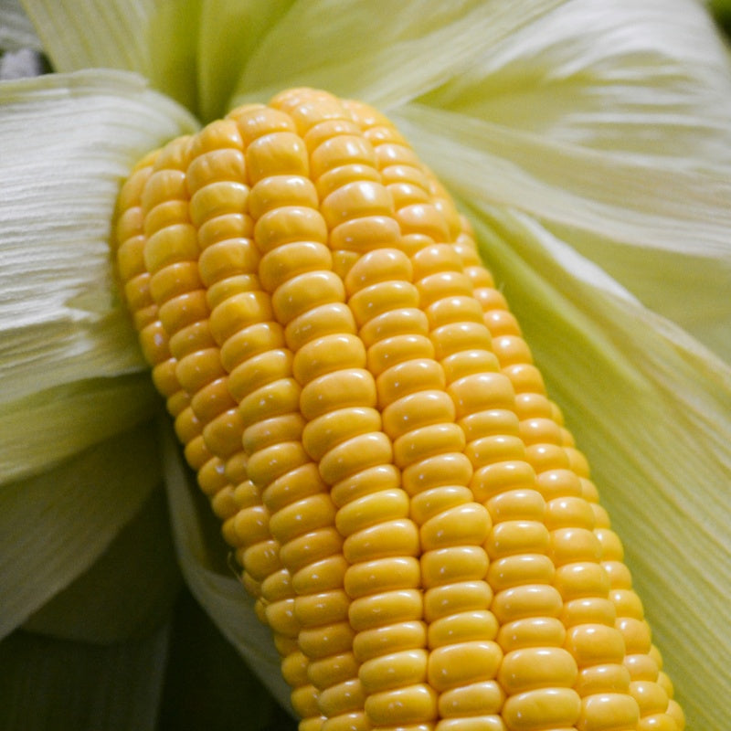 Corn Seeds  up to 50%