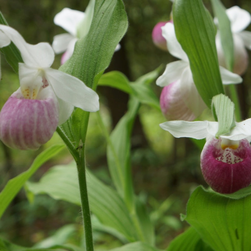 Lady's slipper up to 50%