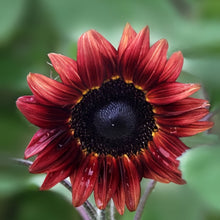 Mix Sunflower Seeds
