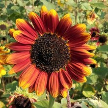 Mix Sunflower Seeds