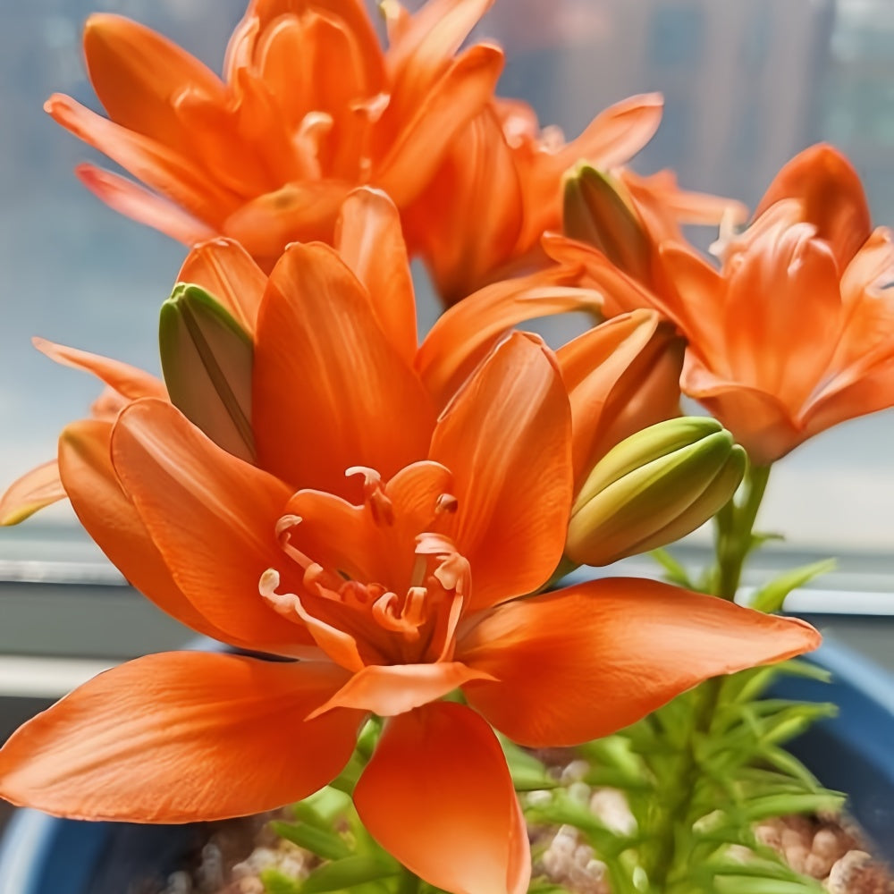 Perfume Lily Orange Bulbs up to 50%