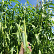 Sweet Sorghum Seeds