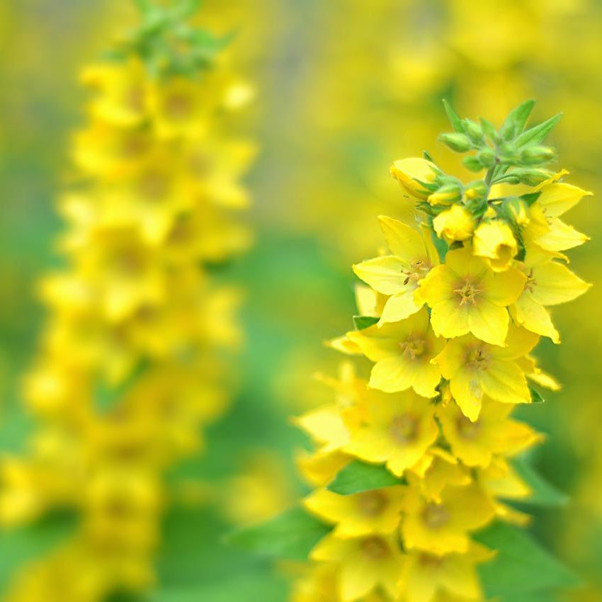 Yellow &amp; White Delphinium Mix Perennial Flower Seeds – Up to 50%