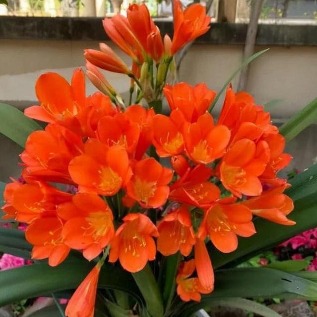 Kaffir Lily Flower Seeds Up to 50% Off