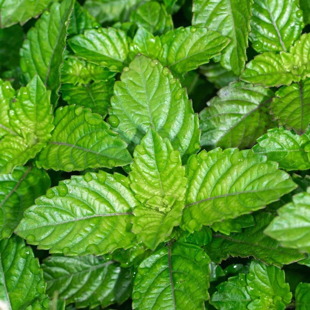 Gynostemma Pentaphyllum (Jiaogulan) Herb Seeds – Up to 50%