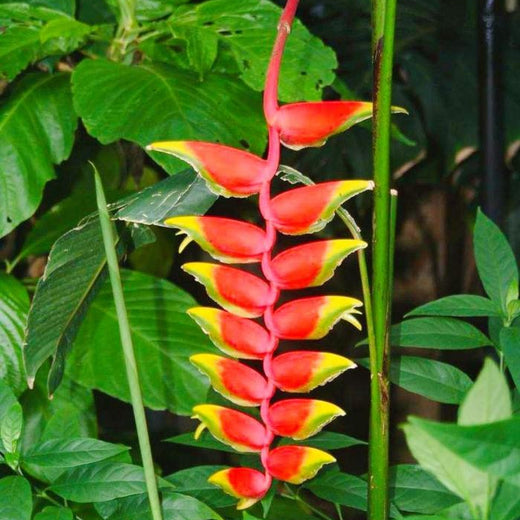 Heliconia Rostrata Seeds