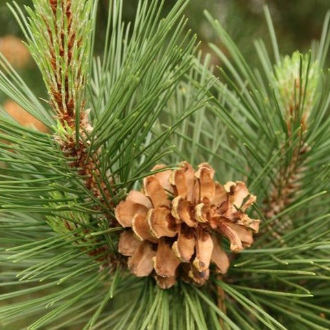 Pinyon Pine Tree Seeds up to 50%