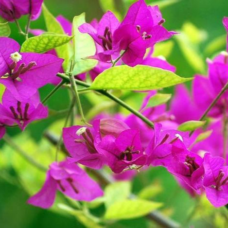 Yellow Bougainvillea Flower Seeds up to 50%