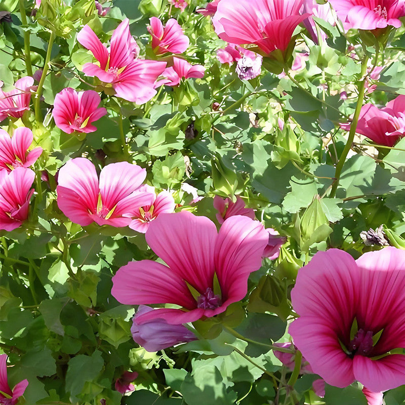 Malope Trifida Seeds - Pink Larger Packet High Germination 600-3000 Onsaleseeds