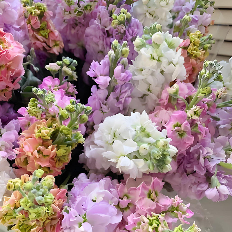 Stock Seeds - Mix Larger Packet High Germination 1500-7500 Onsaleseeds