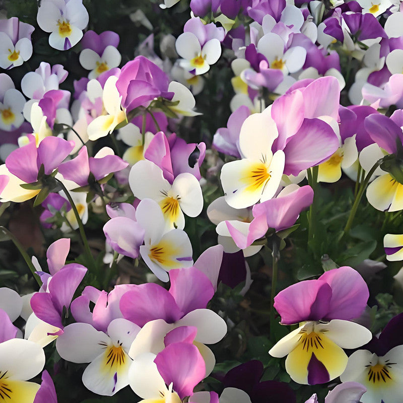 Nemesia Versicolor Seeds - Mix Larger Packet High Germination 7200 Onsaleseeds