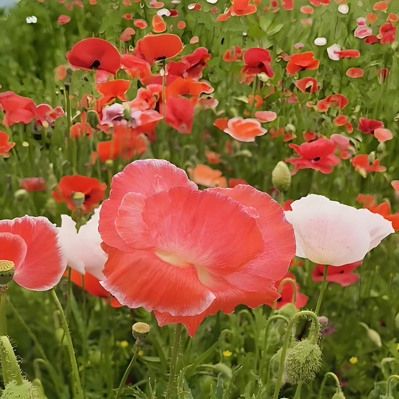 Papaver Rhoeas Seeds - Red Larger Packet High Germination 5000-25000 Onsaleseeds