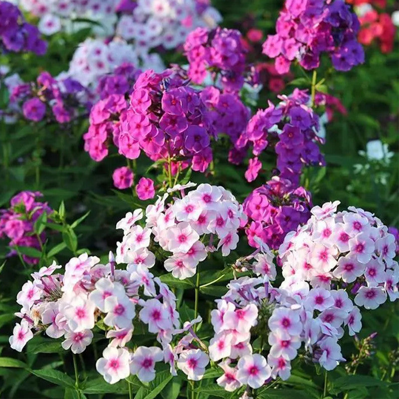 Phlox Drummondii Seeds - Mix Larger Packet High Germination 600-3000 Onsaleseeds