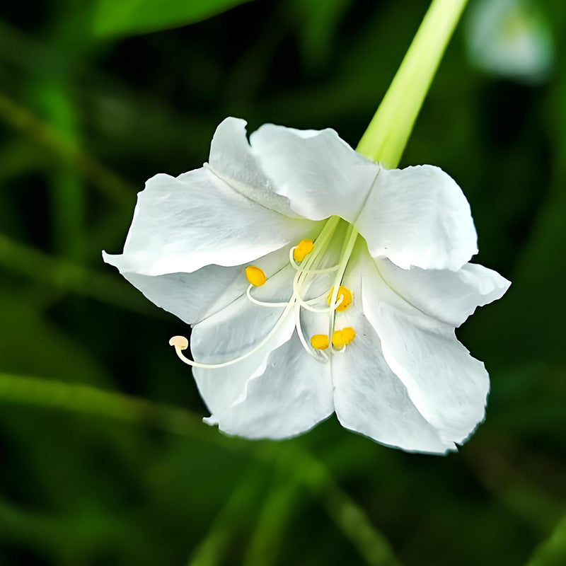 Four O'Clock Flower Seeds - White Larger Packet High Germination 360-1800 Onsaleseeds