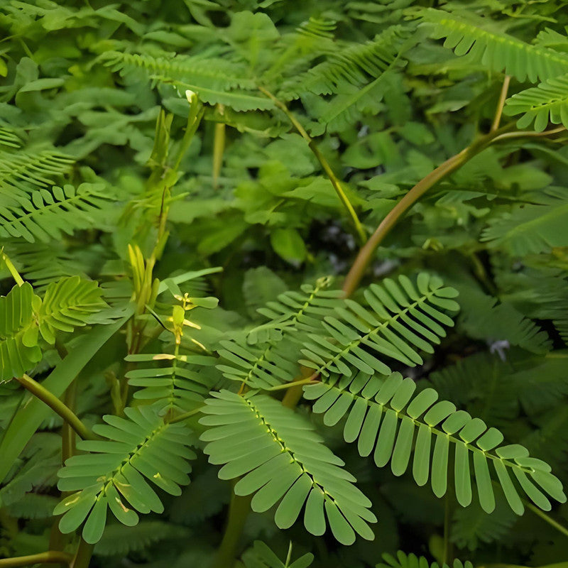 Mimosa Pudica Green Leaf Pink Flower Seeds up to 50% Large Pack · 600-3000 Seeds