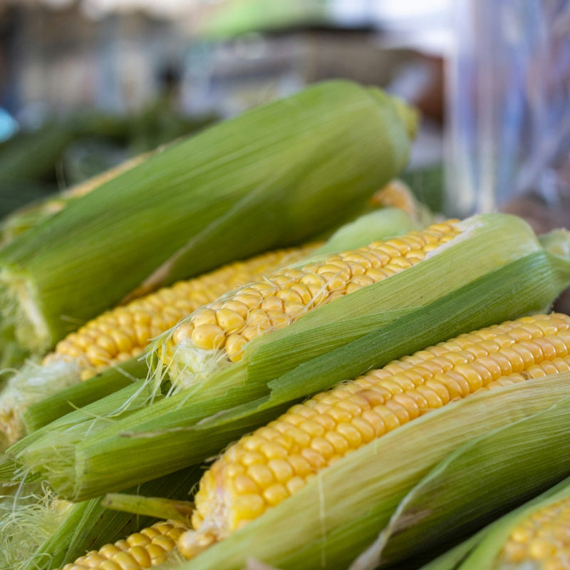 Corn Seeds Up to 50%