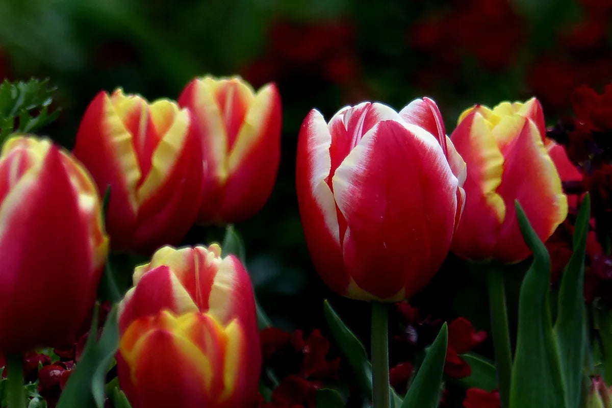Flower Bulbs