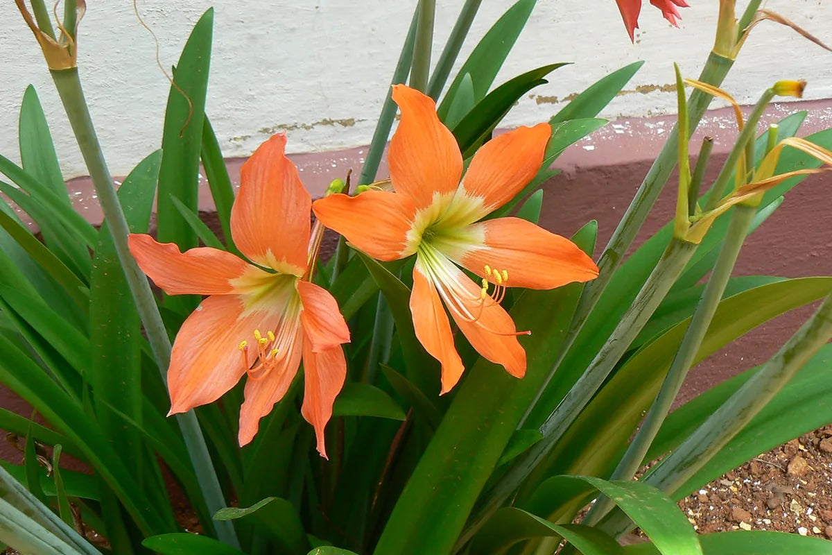 Fragrant Blooms