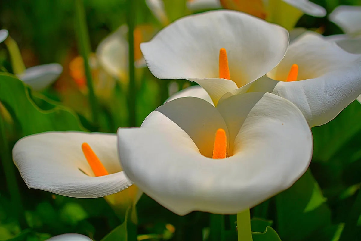 Lilies