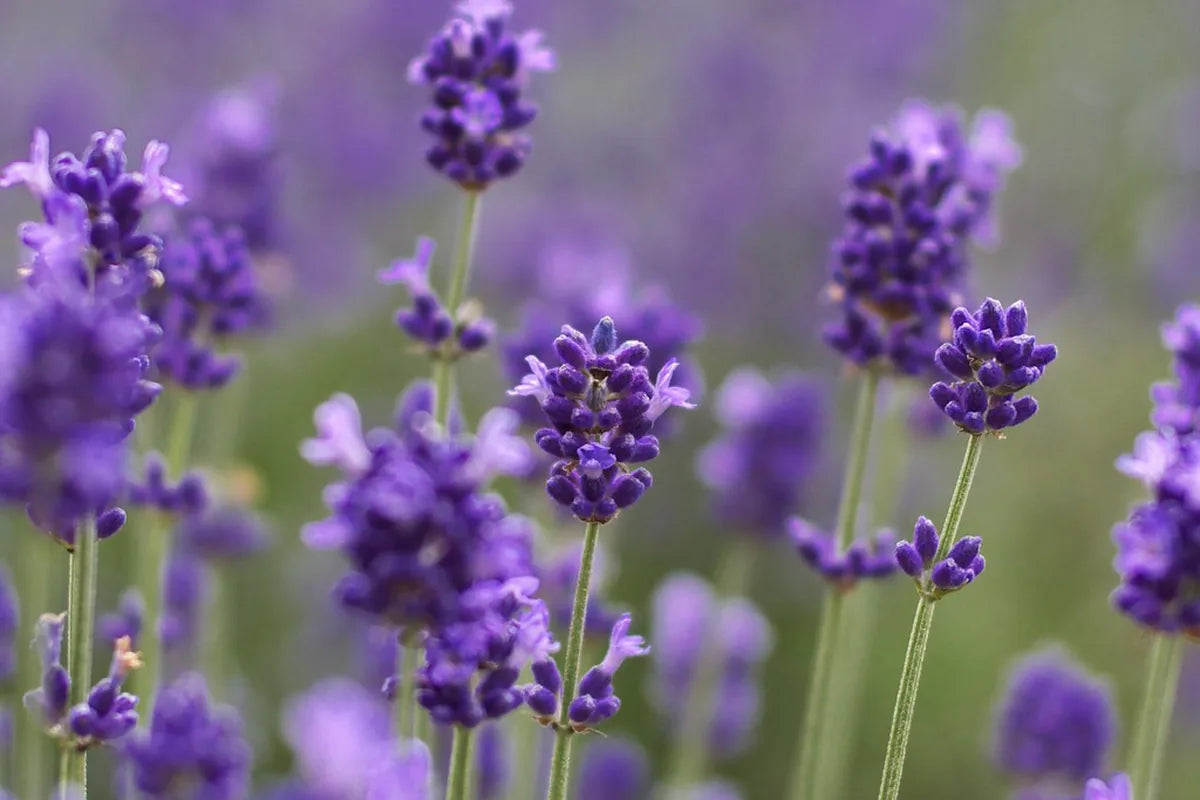 Aromatic Herbs