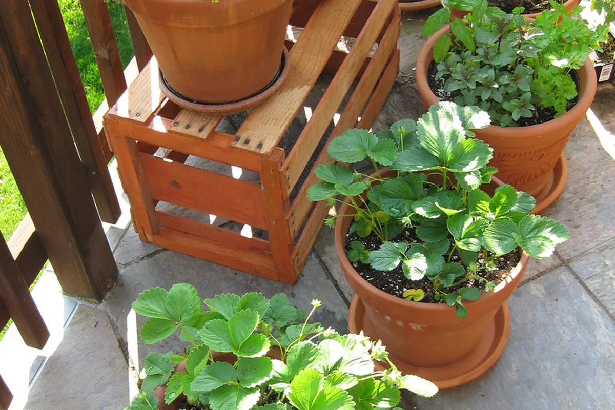 Container Herbs
