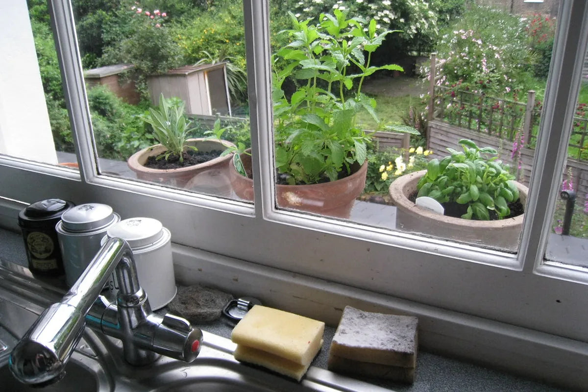 Cooking Herbs