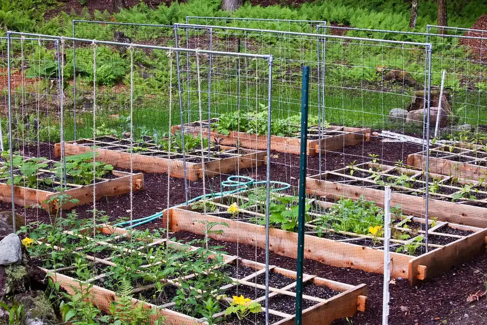 Beginner Garden