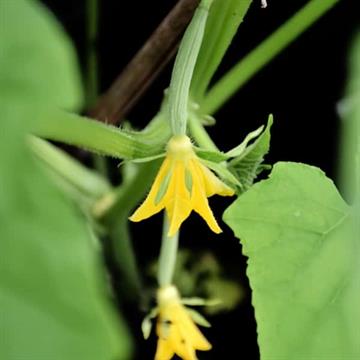 Cucumber Seeds