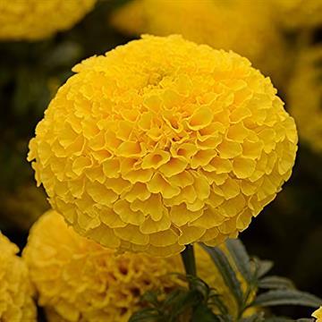 Marigold Seeds