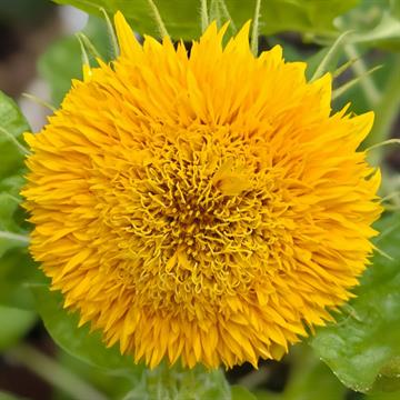 Sunflower Seeds