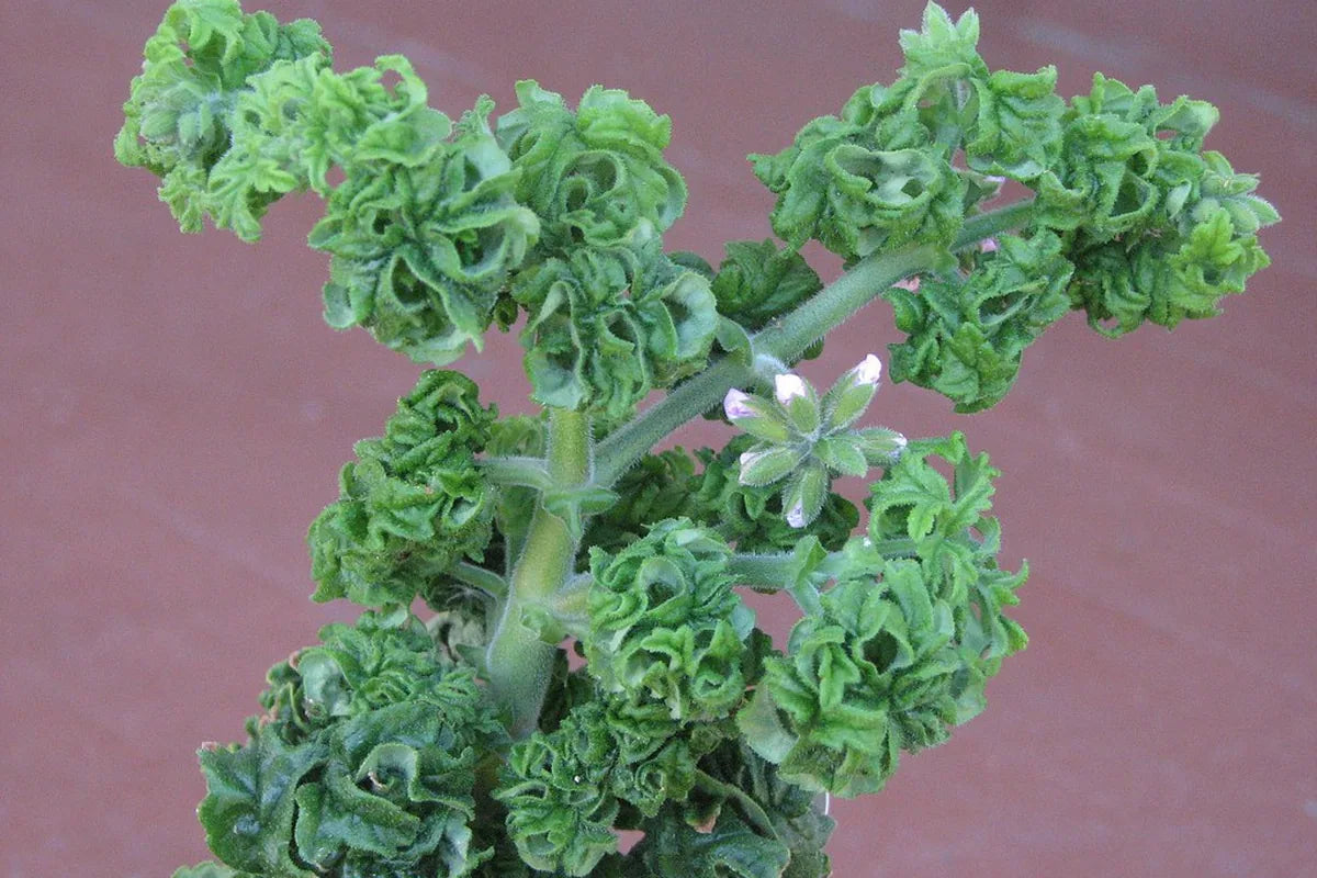 Beginner Herbs